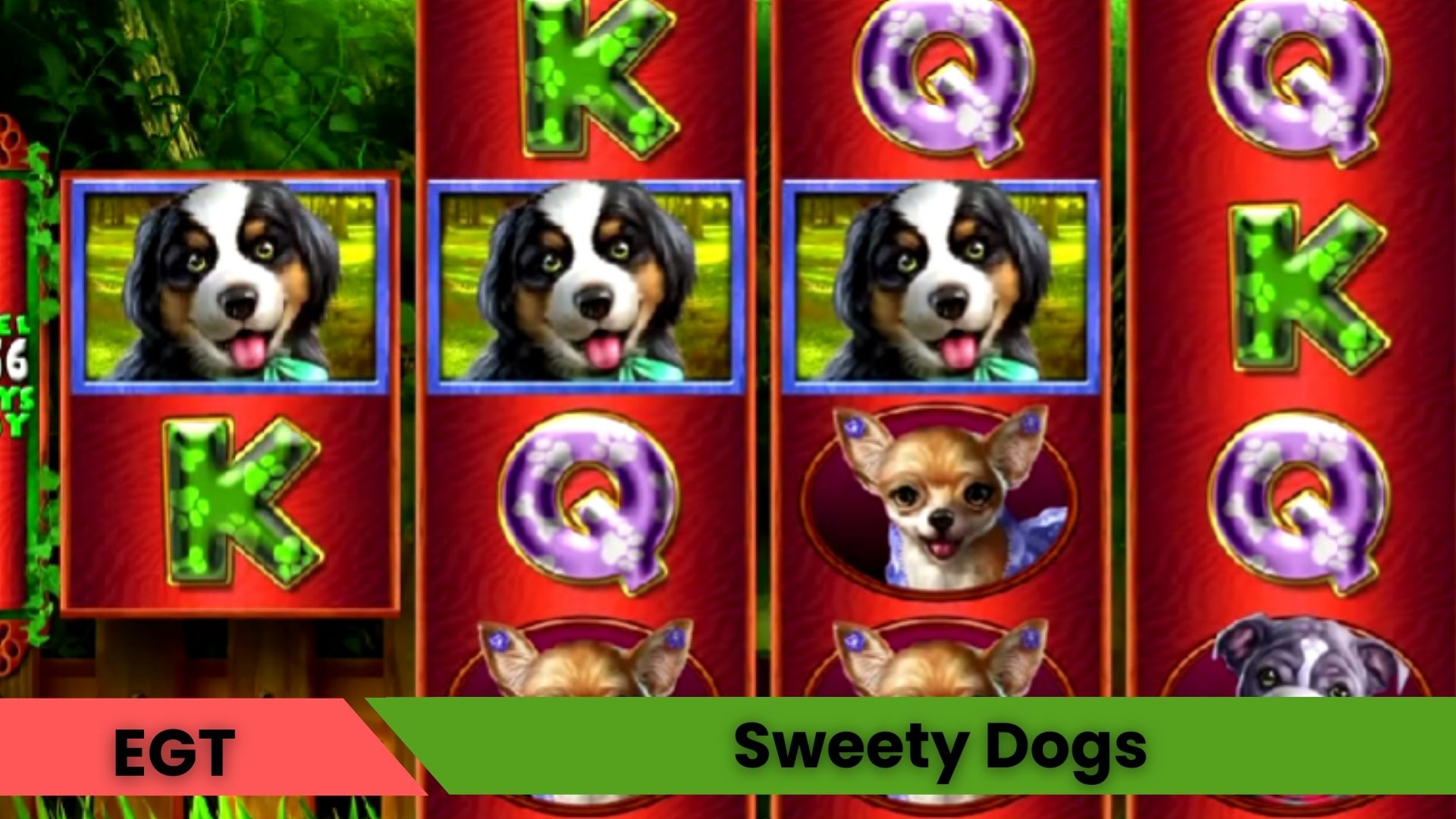 Sweety Dogs